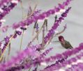 Anna's Hummingbird